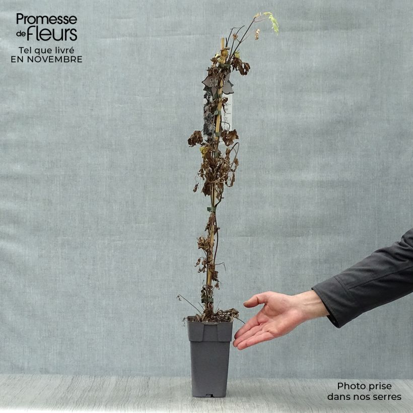 Ejemplar de Clematis Ocean Pearl Maceta 2L/3L entregado en otoño