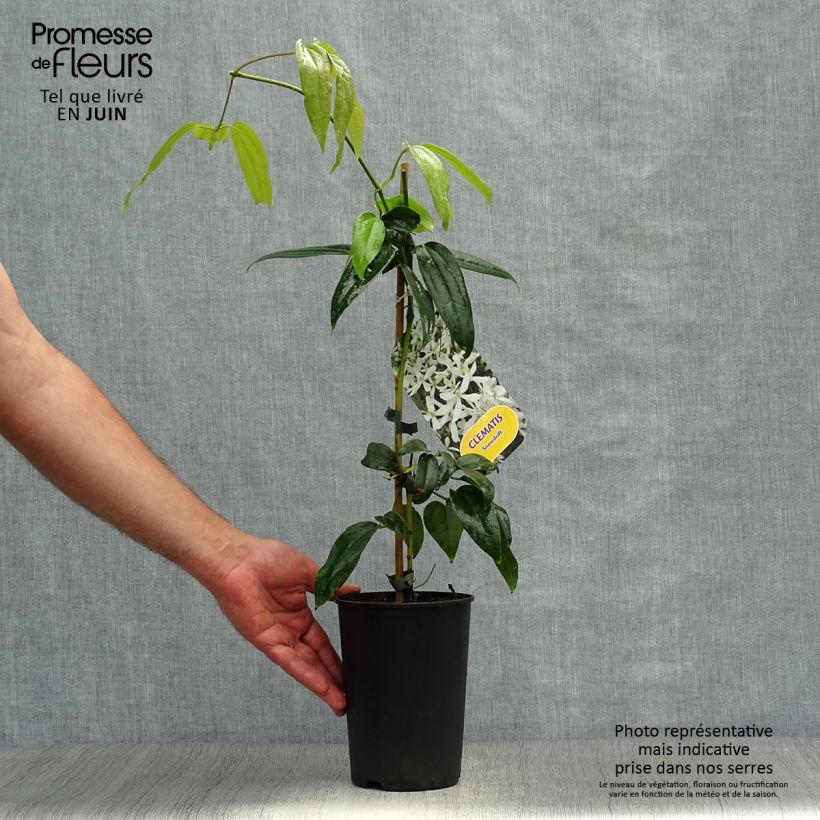 Ejemplar de Clematis armandii Snowdrift - Clemátide de Armand Maceta 2L/3L entregado en verano