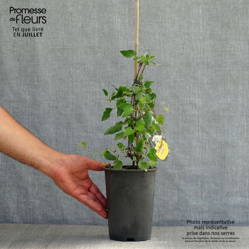 Ejemplar de Clematis cirrhosa Jingle Bells - Aján Maceta 2L/3L entregado en verano