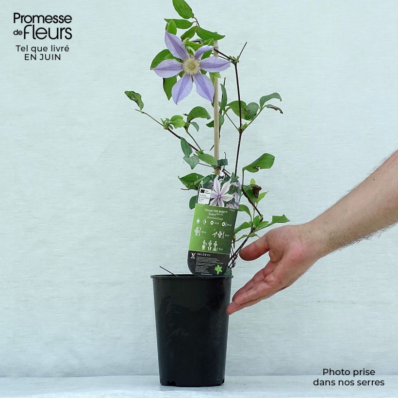 Ejemplar de Clematis Clematis River Star Maceta 2L/3LAltura de entrega aprox. 40cm entregado en verano