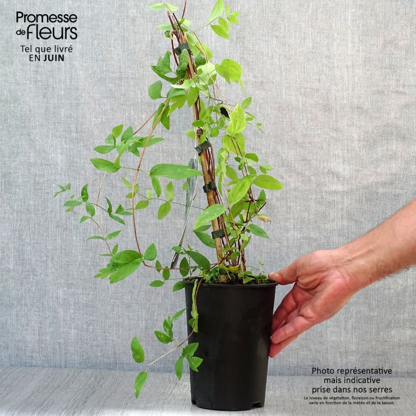 Ejemplar de Clematis Rooguchi Maceta 2L/3LAltura de entrega aprox. 30/40cm entregado en verano