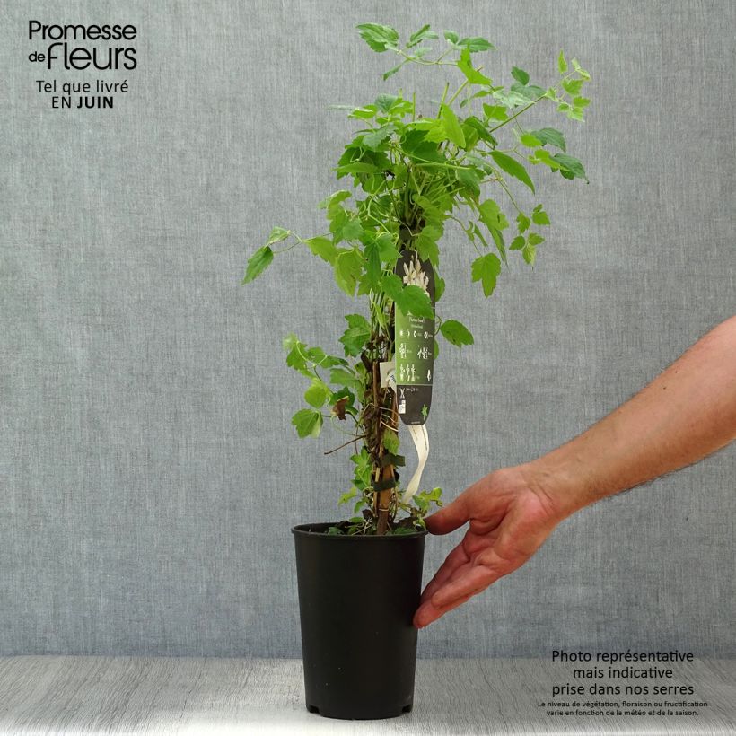Ejemplar de Clematis fargesii Summersnow Maceta 2L/3LAltura de entrega aprox. 40/50cm entregado en verano