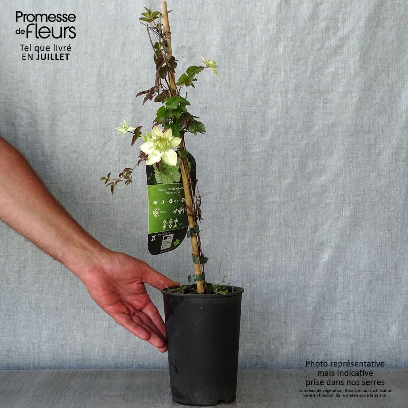 Ejemplar de Clematis florida alba plena Maceta 2L/3L entregado en verano
