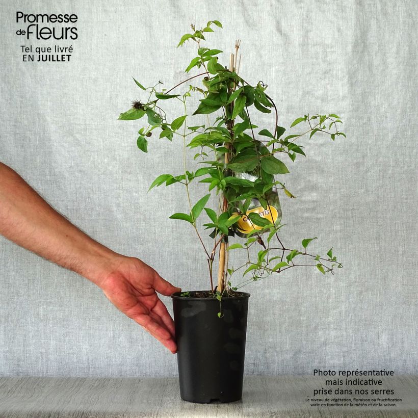 Ejemplar de Clematis fusca Maceta 2L/3LAltura de entrega aprox. 40/50cm entregado en verano