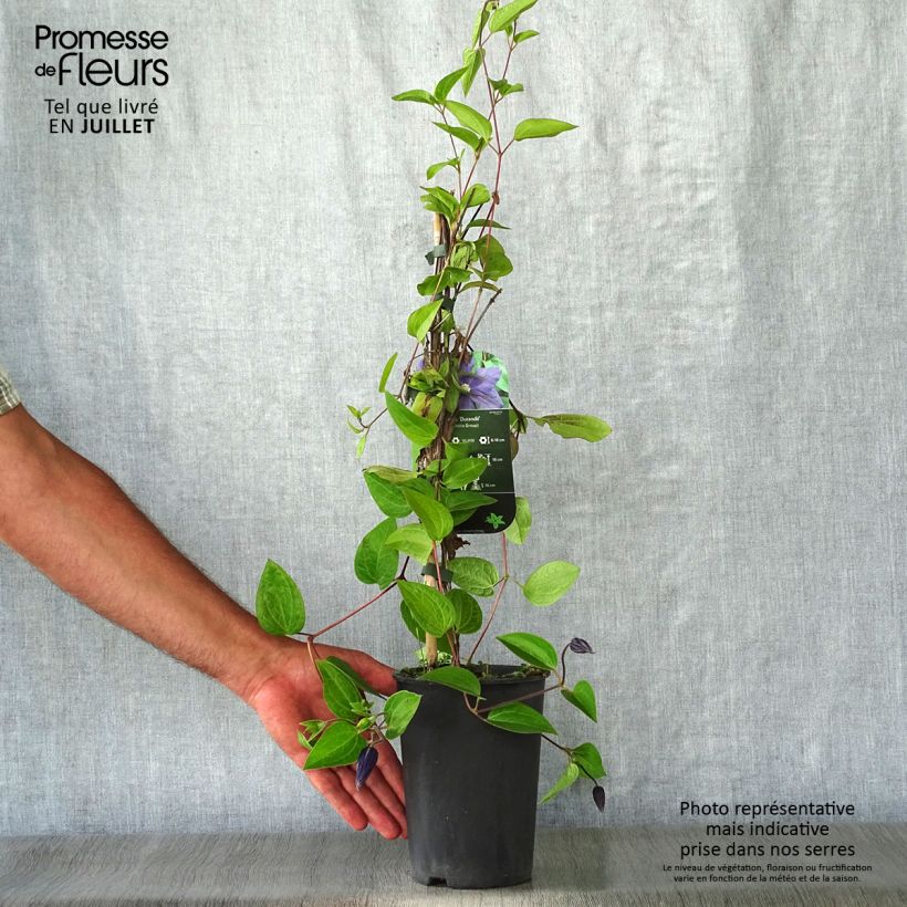 Ejemplar de Clematis integrifolia Durandii Maceta 2L/3LAltura de entrega aprox. 40cm entregado en verano