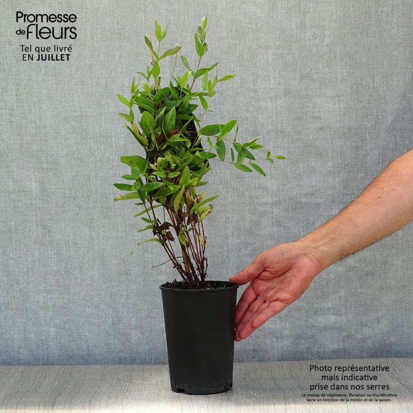 Ejemplar de Clematis integrifolia - Clemátide Maceta 2L/3L entregado en verano