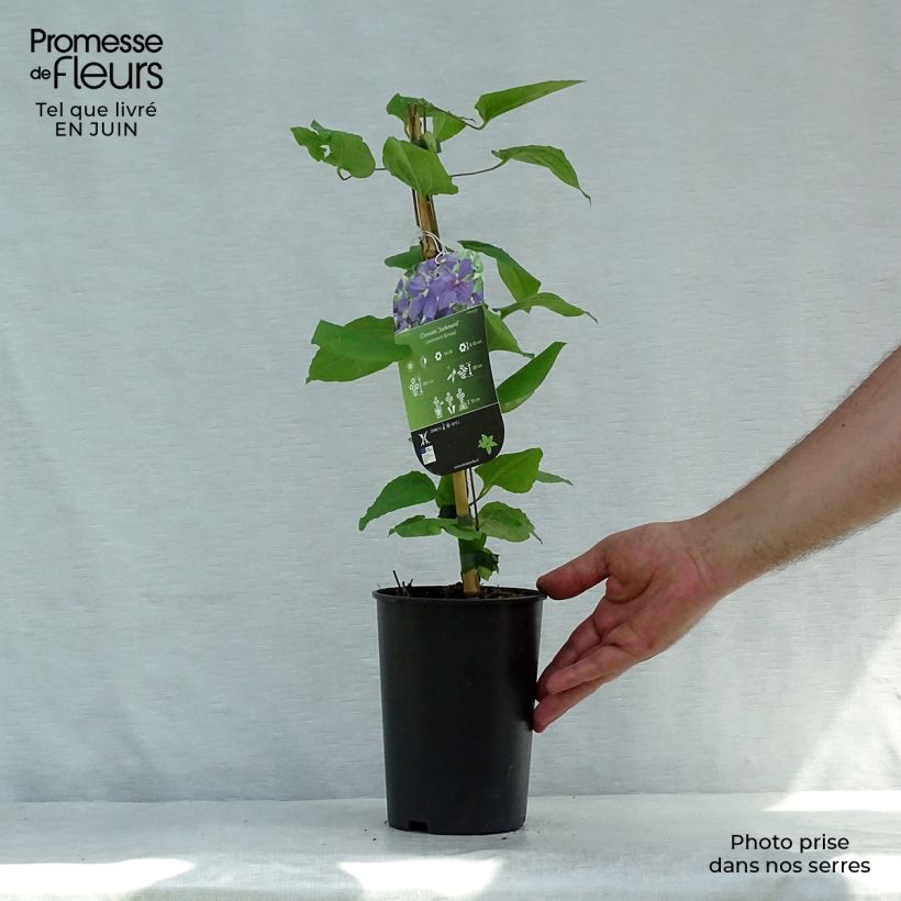 Ejemplar de Clematide azul violeta - Clematis jackmanii Maceta 2L/3LAltura de entrega aprox. 30/40cm entregado en verano
