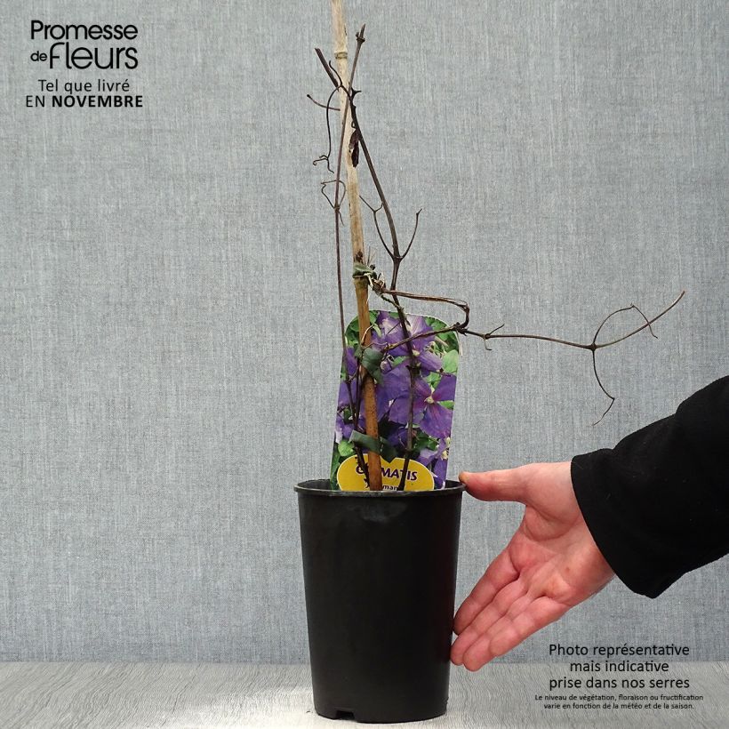 Ejemplar de Clematide azul violeta - Clematis jackmanii Maceta 2L/3L entregado en otoño