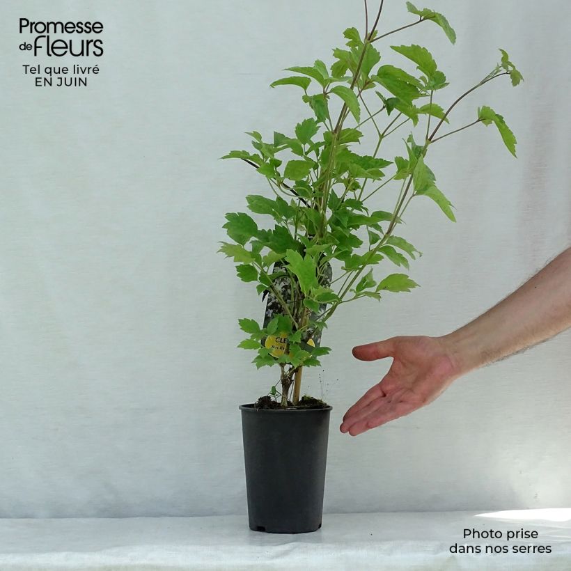 Ejemplar de Clematis jouiniana Robert Brydon Maceta 2L/3L entregado en verano