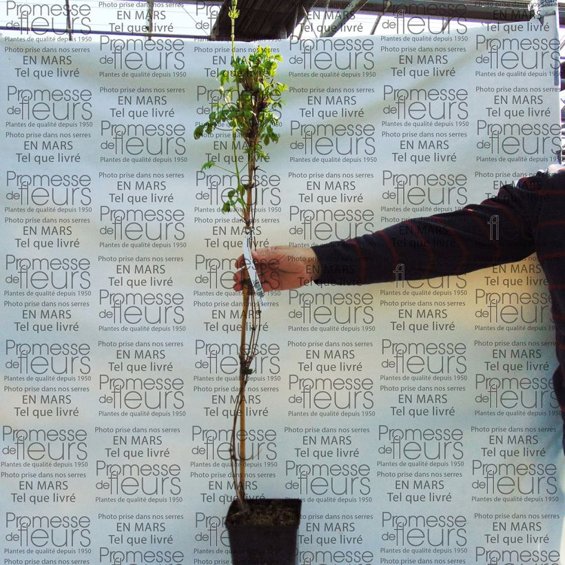Ejemplo de ejemplar de Clematis macropetala Purple Dream Maceta 2L/3LAltura de entrega aprox. 30/40cm tal y como se entrega