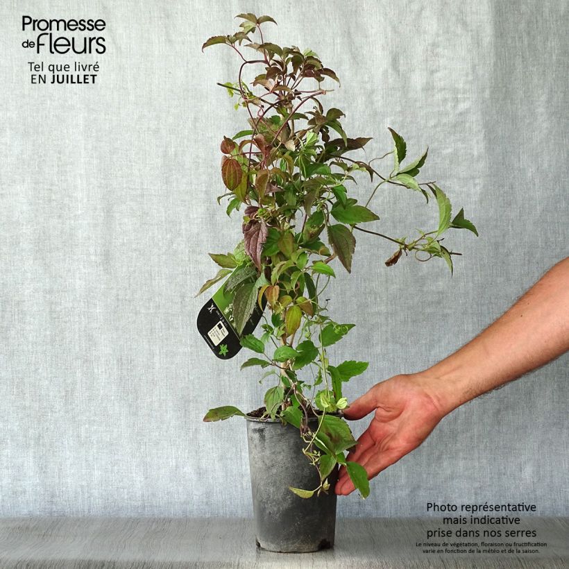Ejemplar de Clematis montana Marjorie Maceta 2L/3LAltura de entrega aprox. 40/50cm entregado en verano