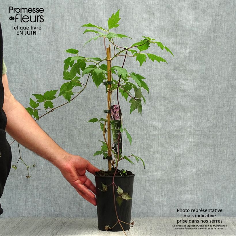 Ejemplar de Clematis Sanssouci Maceta 2L/3LAltura de entrega aprox. 40/50cm entregado en verano