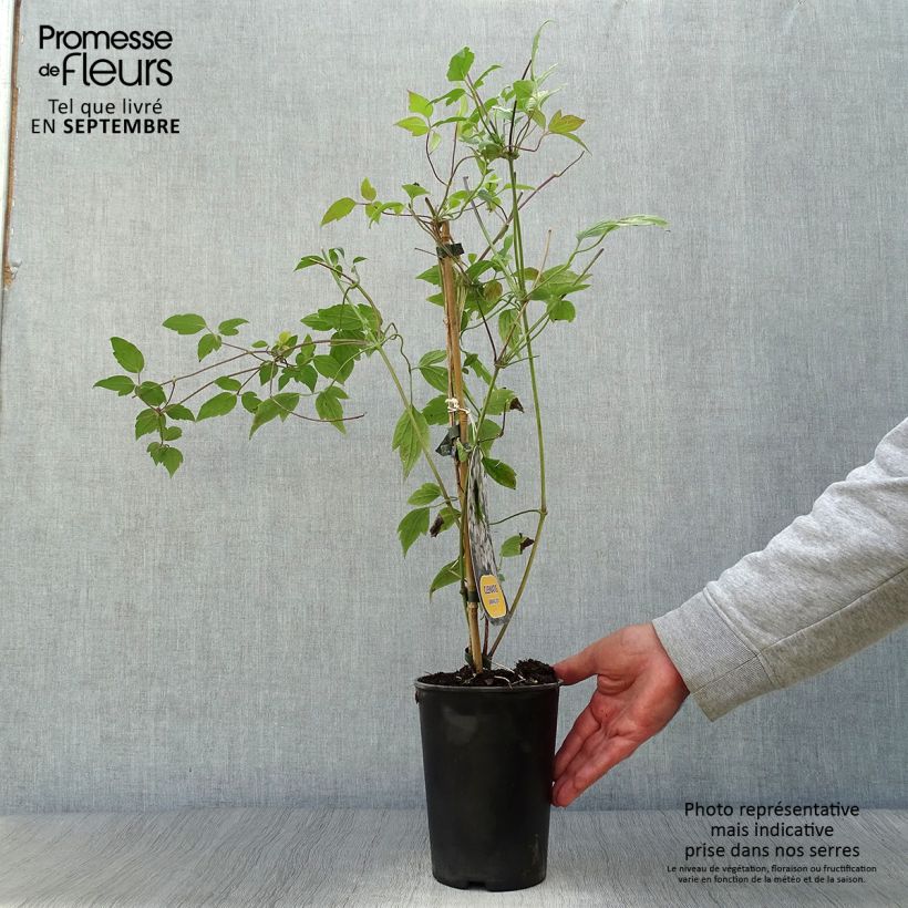 Ejemplar de Clematis montana Spring Joy Maceta 2L/3L entregado en otoño