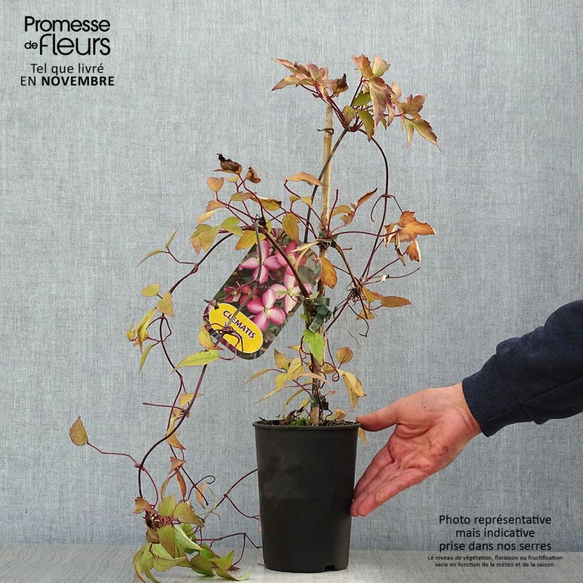 Ejemplar de Clematis montana Van Gogh Maceta 2L/3L entregado en otoño