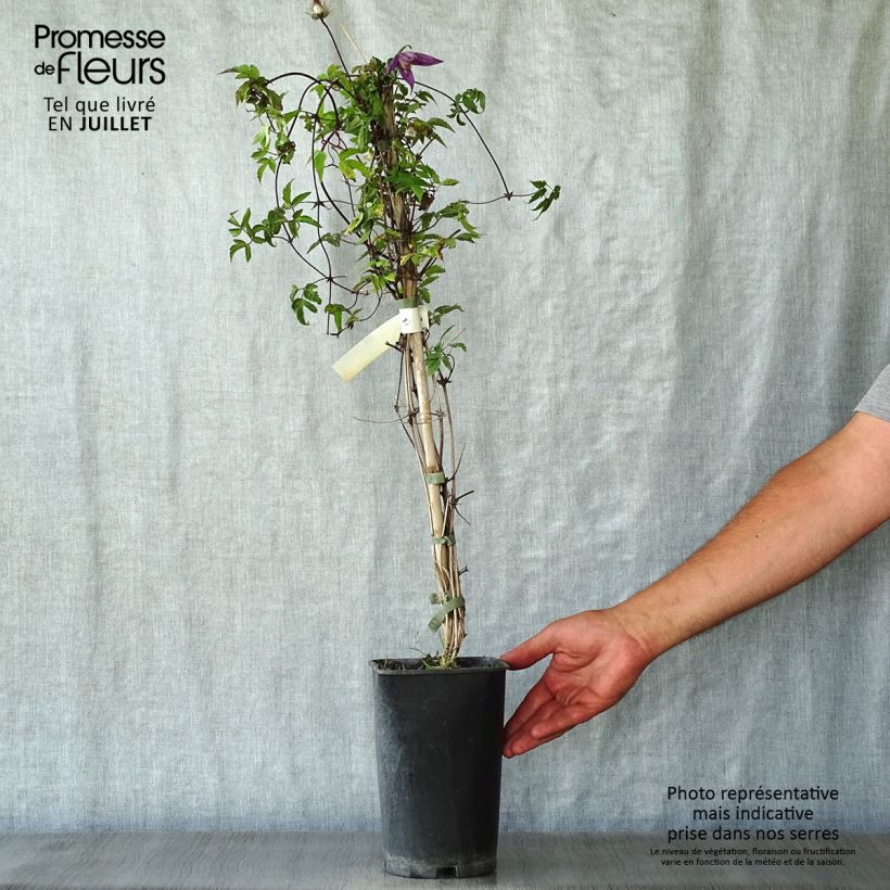 Ejemplar de Clematis Tage Lundell Maceta 2L/3LAltura de entrega aprox. 60/70cm entregado en verano