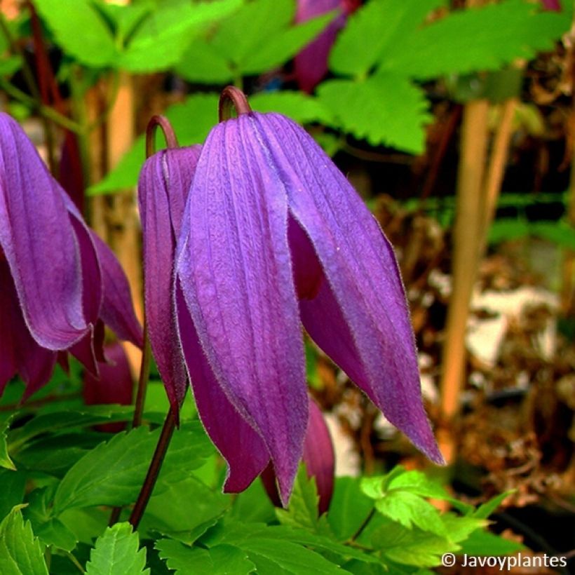 Clematis Tage Lundell (Floración)
