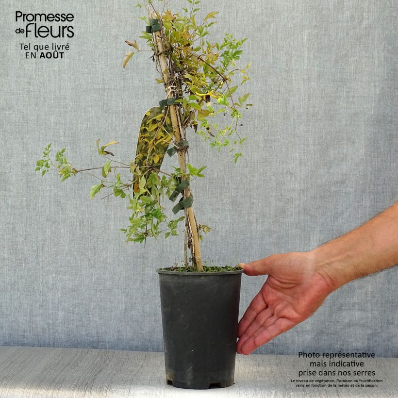 Ejemplar de Clematis tangutica Golden Harvest Maceta 2L/3LAltura de entrega aprox. 40/50cm entregado en verano