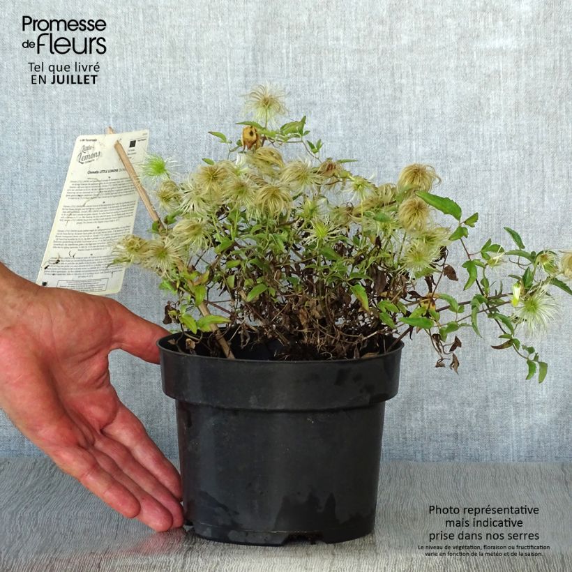 Ejemplar de Clematis tangutica Little Lemons Maceta 2L/3L entregado en verano