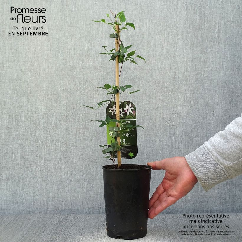 Ejemplar de Clematis texensis Princess Kate - Flor de cuero escarlata Maceta 2L/3L entregado en otoño