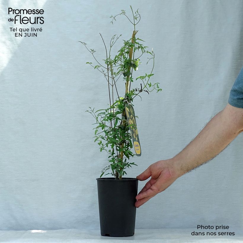 Ejemplar de Clematis tibetana var. vernayi Orange Peel Maceta 2L/3L entregado en verano