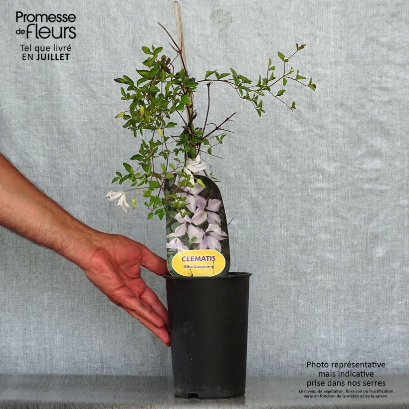 Ejemplar de Clematis viticella Alba Luxurians Maceta 2L/3LAltura de entrega aprox. 40/50cm entregado en verano