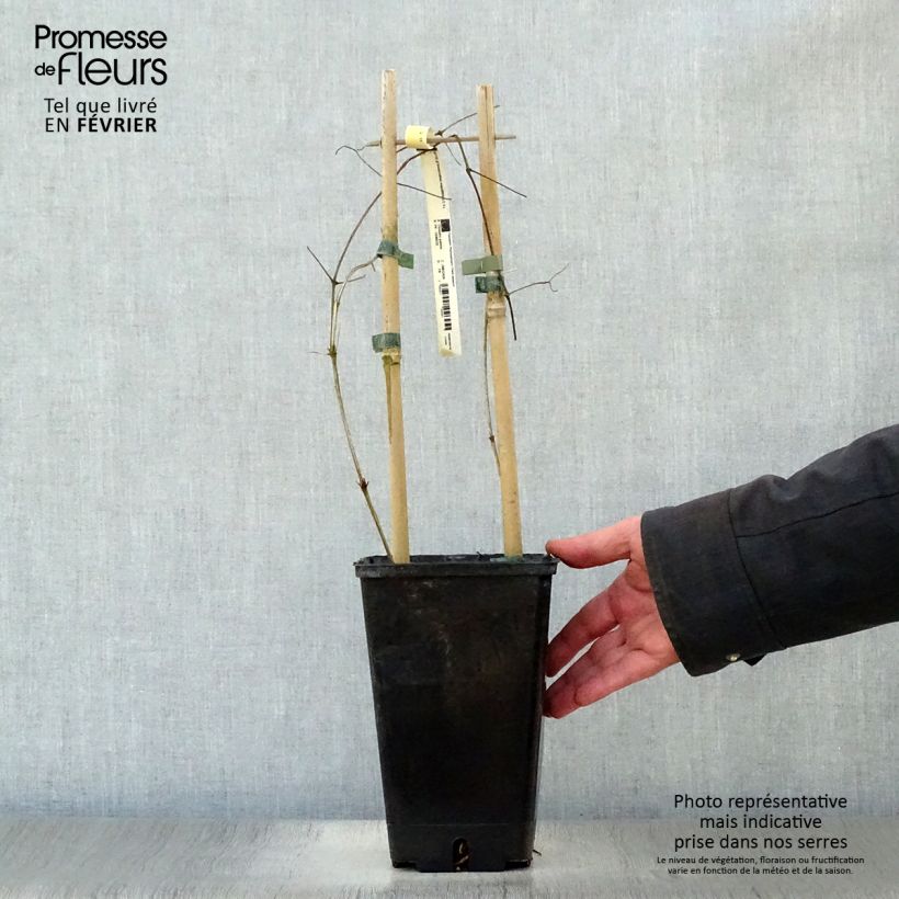 Clematis Bonanza Maceta 2L/3L Ejemplar entregado en invierno