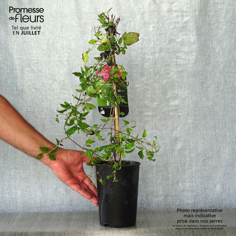 Ejemplar de Clematis viticella Mme Julia Correvon Maceta 2L/3LAltura de entrega aprox. 40/50cm entregado en verano