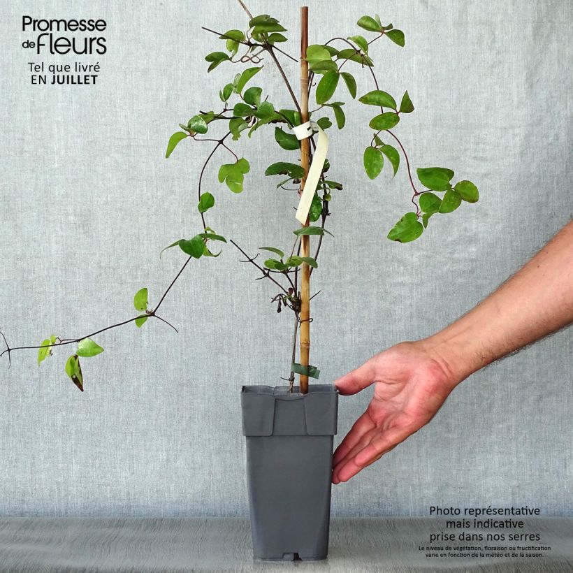 Ejemplar de Clematis Delphine Maceta 2L/3L entregado en verano