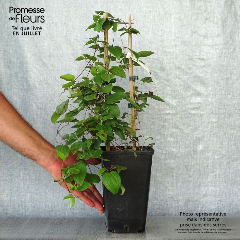 Ejemplar de Clematis Henryi Maceta 1,5L/2L entregado en verano