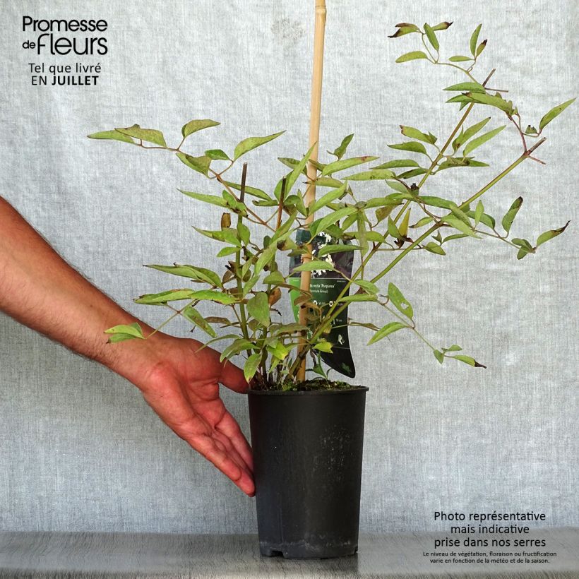 Ejemplar de Clematis recta Purpurea Maceta 2L/3L entregado en verano