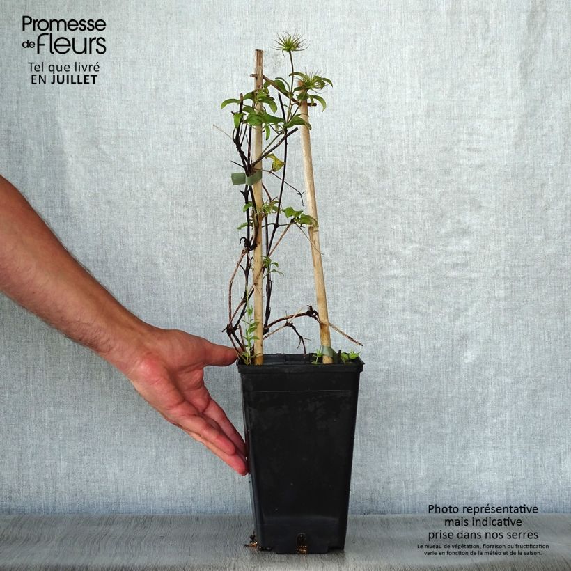 Ejemplar de Clematis Honora Maceta 1,5L/2LAltura de entrega aprox. 30/40cm entregado en verano