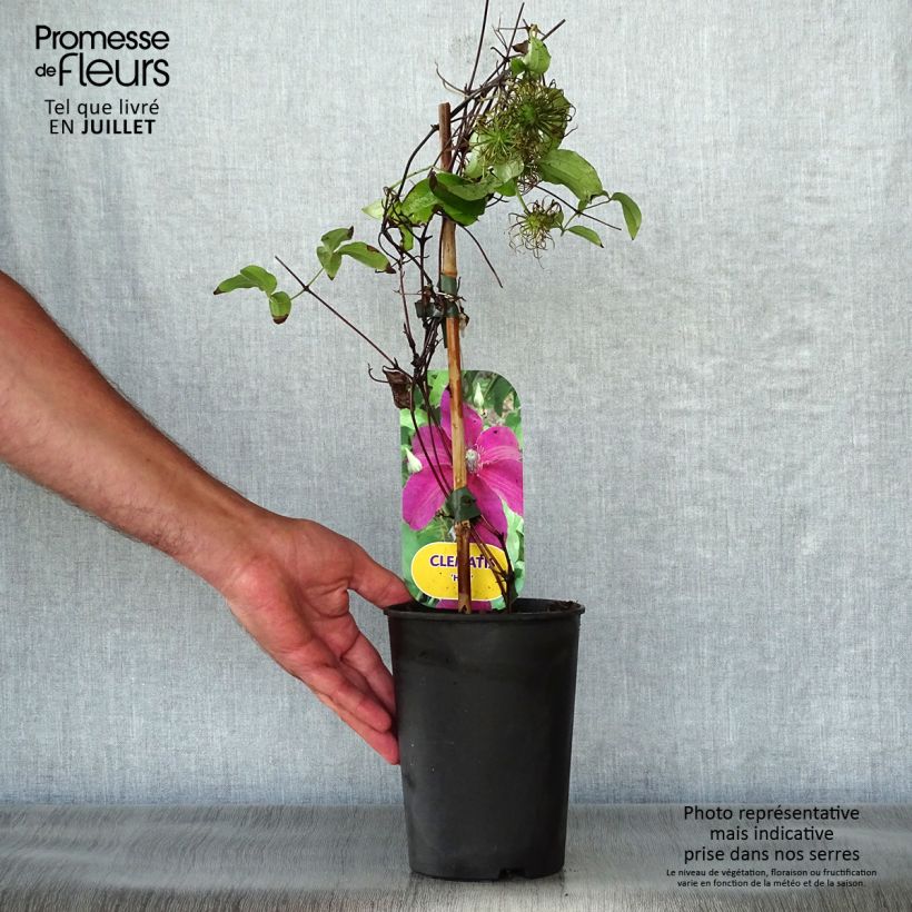 Ejemplar de Clematis Huvi Maceta 2L/3L entregado en verano