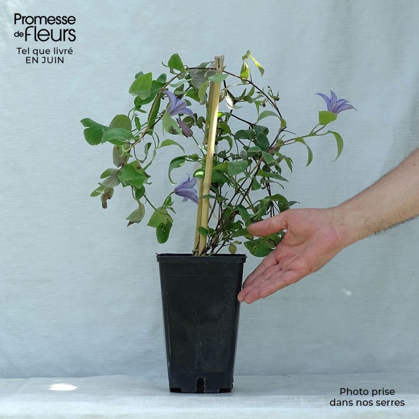 Ejemplar de Clematis viticella Justa Maceta 1,5L/2LAltura de entrega aprox. 30/40cm entregado en verano