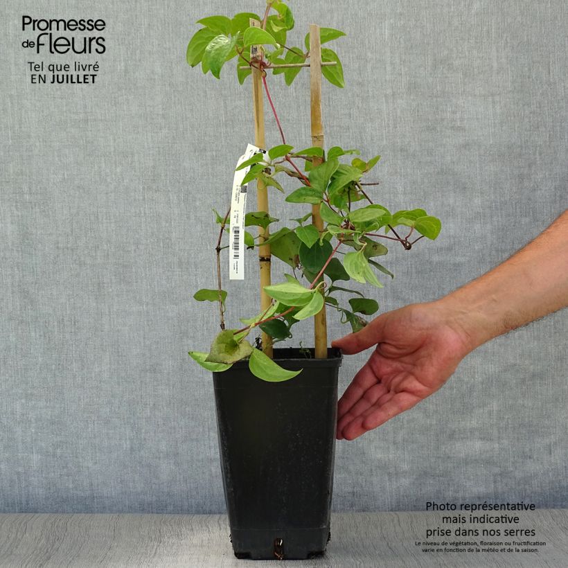 Ejemplar de Clematis Mme Lecoultre Maceta 2L/3LAltura de entrega aprox. 40cm entregado en verano