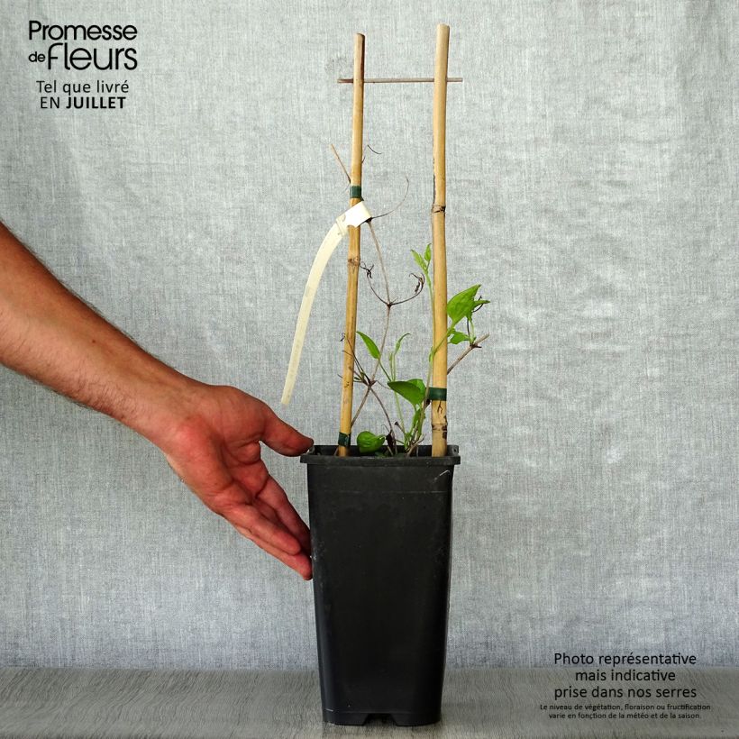 Ejemplar de Clematis Whoopi Maceta 2L/3L entregado en verano