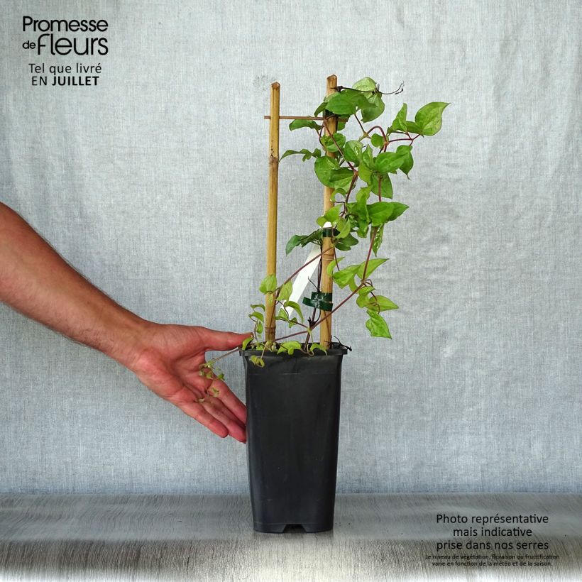 Ejemplar de Clematis Xerxes Maceta 2L/3L entregado en verano