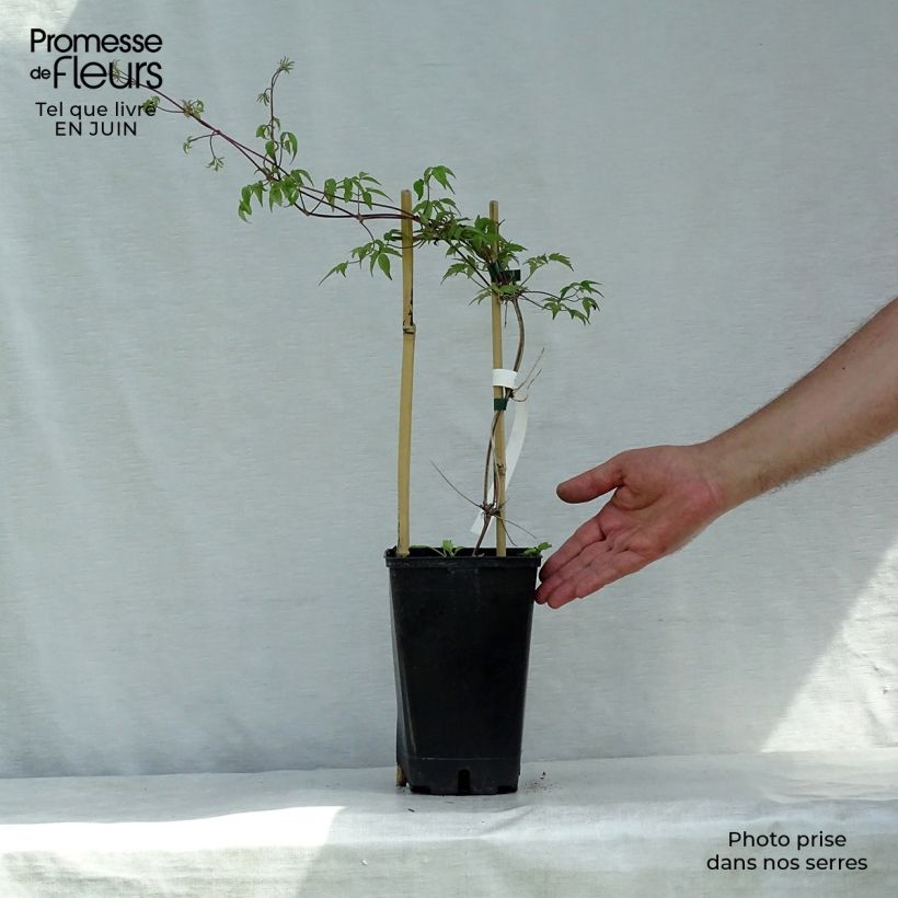 Ejemplar de Clematis Blue Dancer Maceta 2L/3L entregado en verano