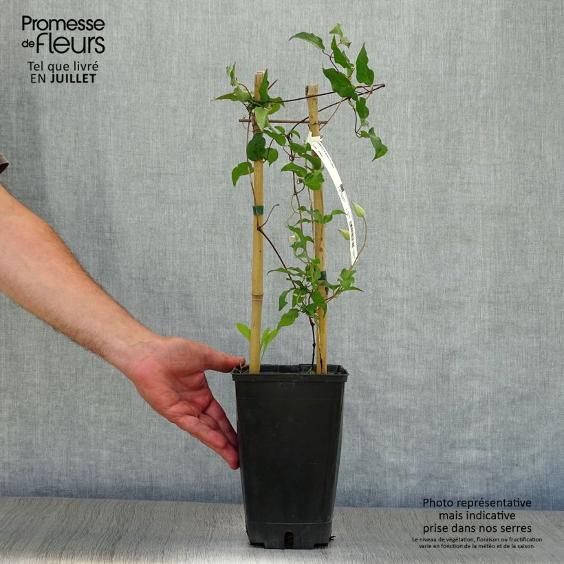 Ejemplar de Clematis florida Utopia Maceta 2L/3LAltura de entrega aprox. 30/40cm entregado en verano