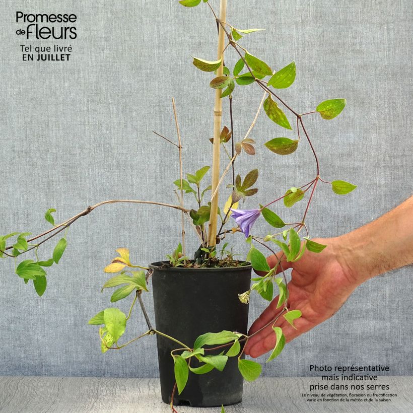Ejemplar de Clematis integrifolia Blue River Maceta 2L/3L entregado en verano