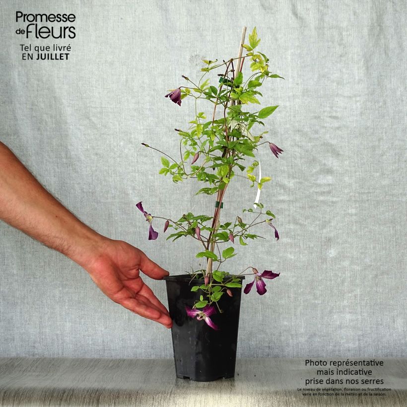 Ejemplar de Clematis viticella Walemburg Maceta 1,5L/2LAltura de entrega aprox. 60cm entregado en verano
