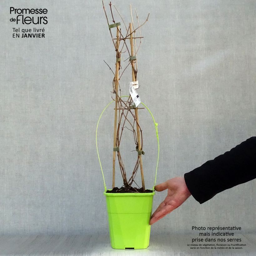 Clematis montana Double Delight Maceta 3L/4L Ejemplar entregado en invierno