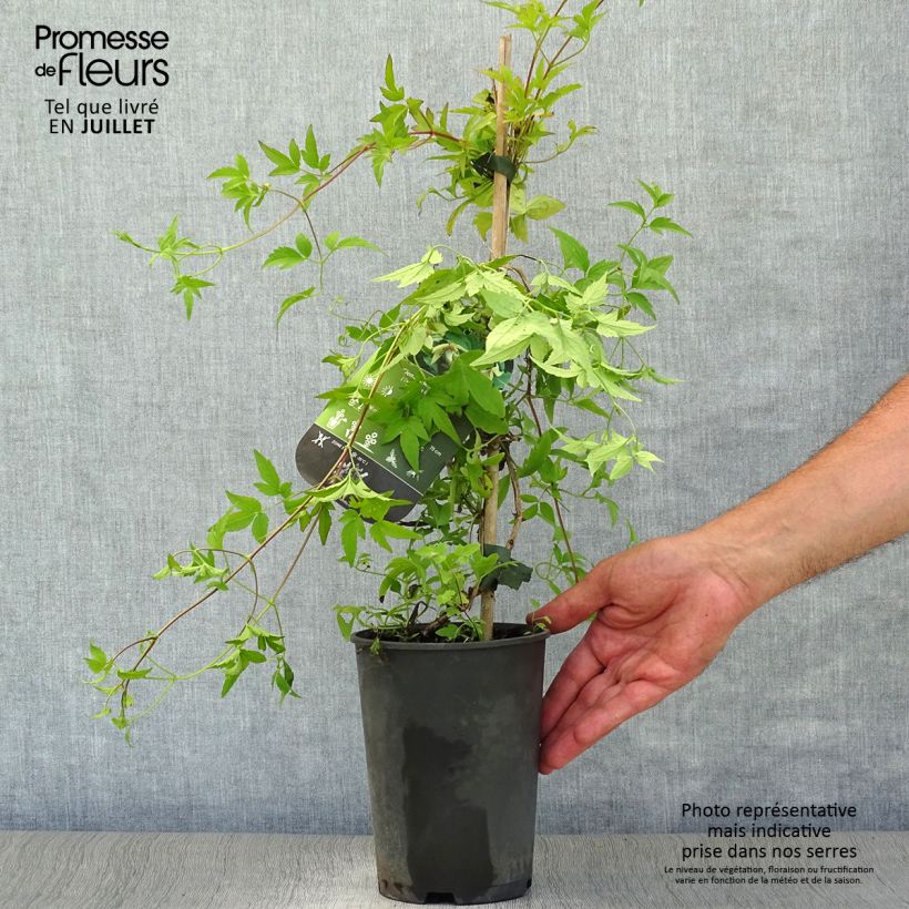 Ejemplar de Clematis serratifolia Maceta 1,5L/2L entregado en verano