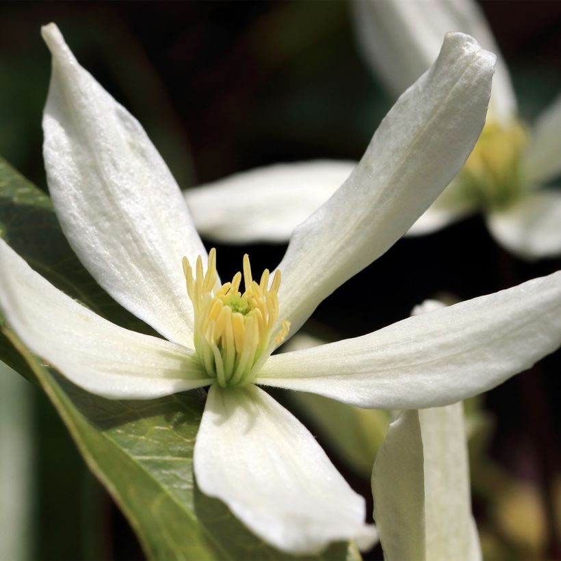 Clematis Southern Cross (Floración)