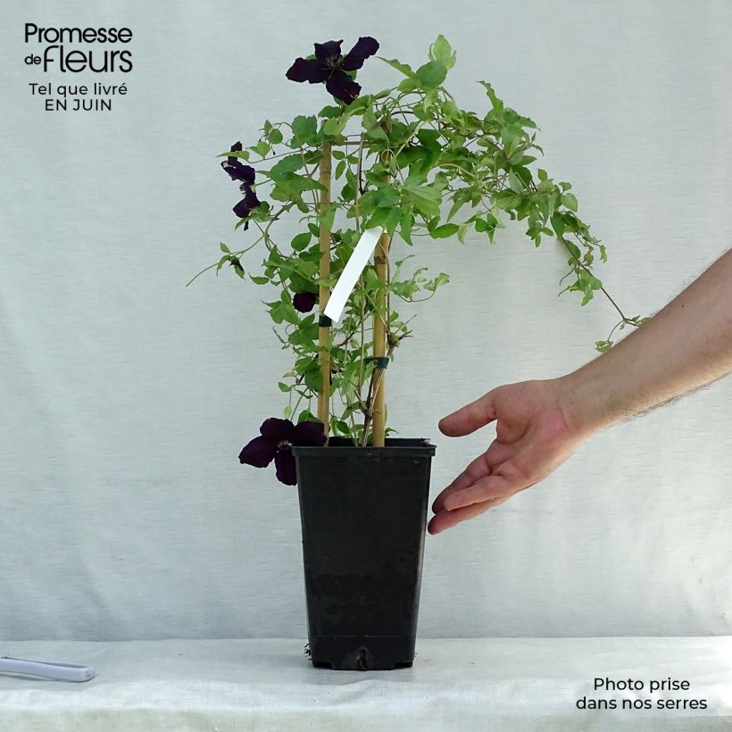 Ejemplar de Clematis viticella Dark Eyes Maceta 1,5L/2LAltura de entrega aprox. 30/40cm entregado en verano