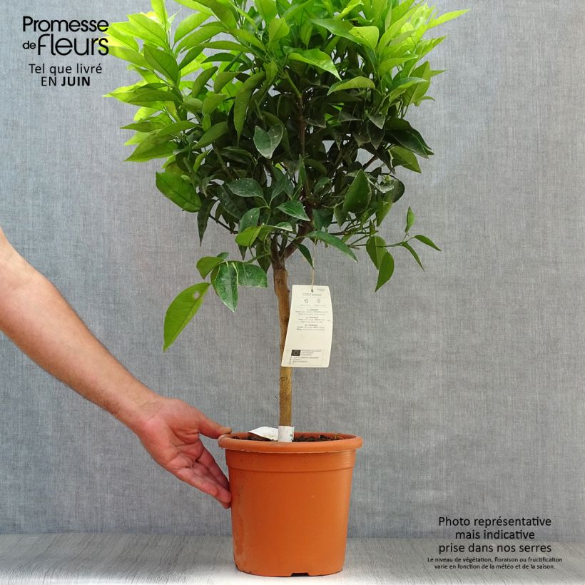 Ejemplar de Clementina Clémentine - Citrus clementina Maceta 4L/5L, 1/4 talloAltura de entrega aprox. 50/60cm entregado en verano