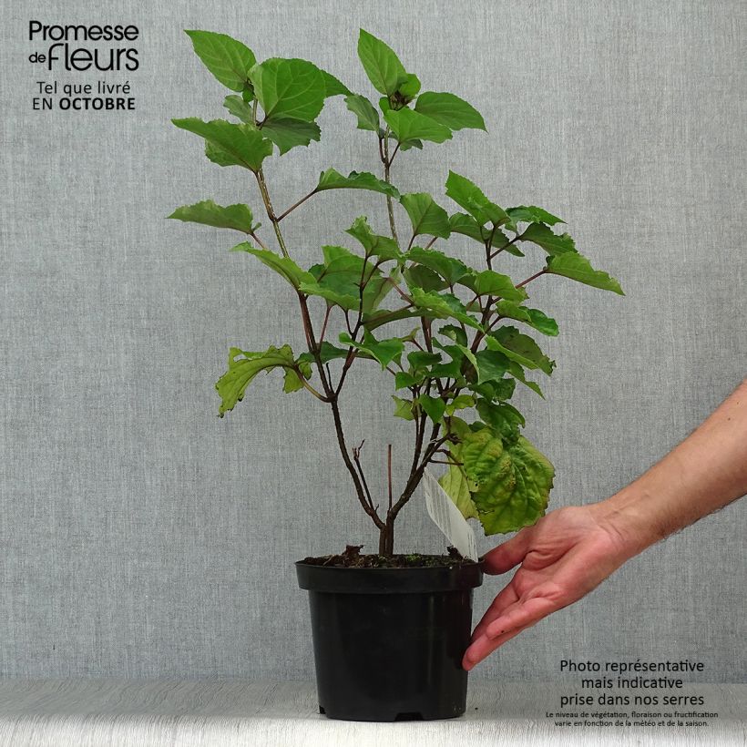 Ejemplar de Clerodendrum bungei - Cleodendro chino Maceta 2L/3L entregado en otoño
