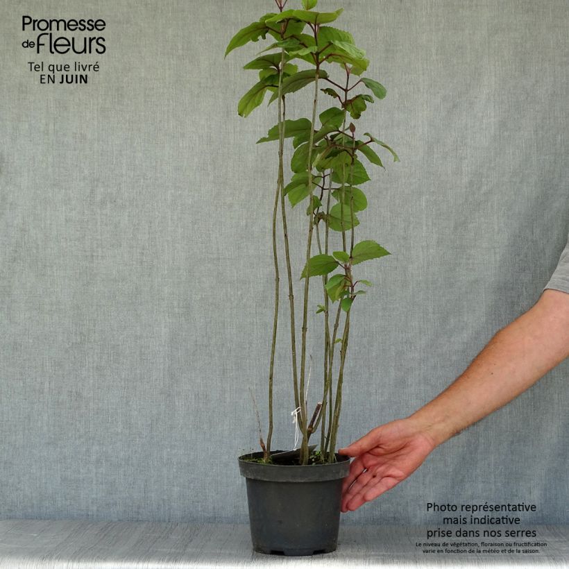 Ejemplar de Clerodendrum bungei - Cleodendro chino Maceta 2L/3LAltura de entrega aprox. 30/40cm entregado en verano