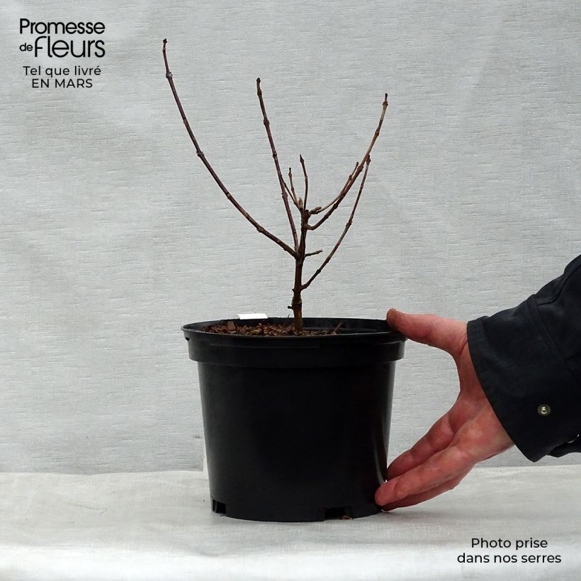 Clerodendrum trichotomum Variegatum - Arbol del destino Maceta 3L/4LAltura de entrega aprox. 20/30cm Ejemplar entregado en la primavera