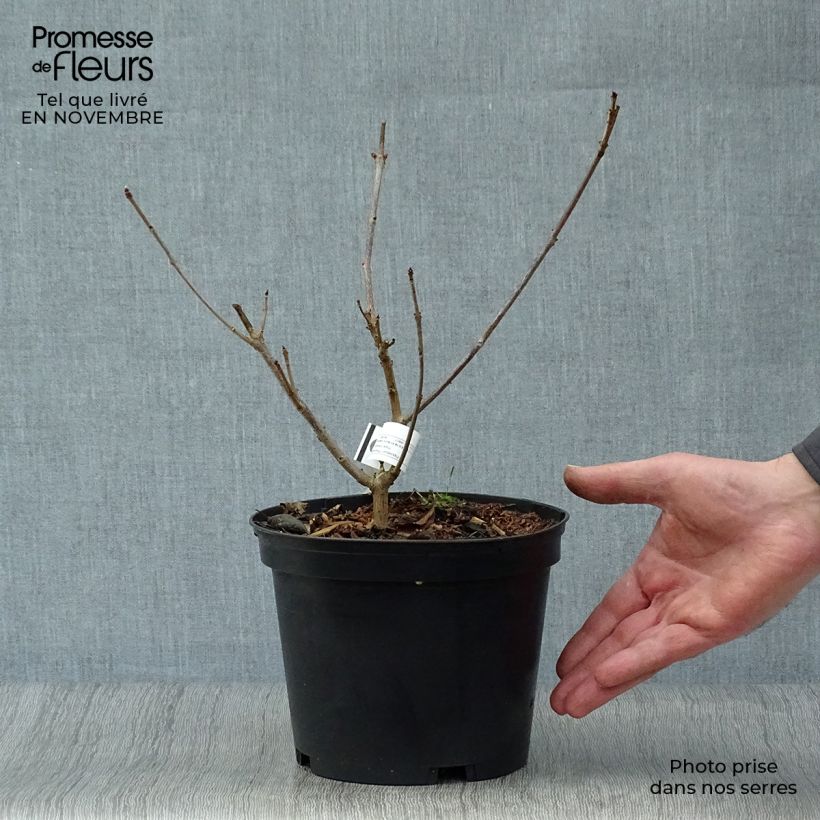Ejemplar de Clerodendrum trichotomum Variegatum - Arbol del destino Maceta 3L/4L entregado en otoño