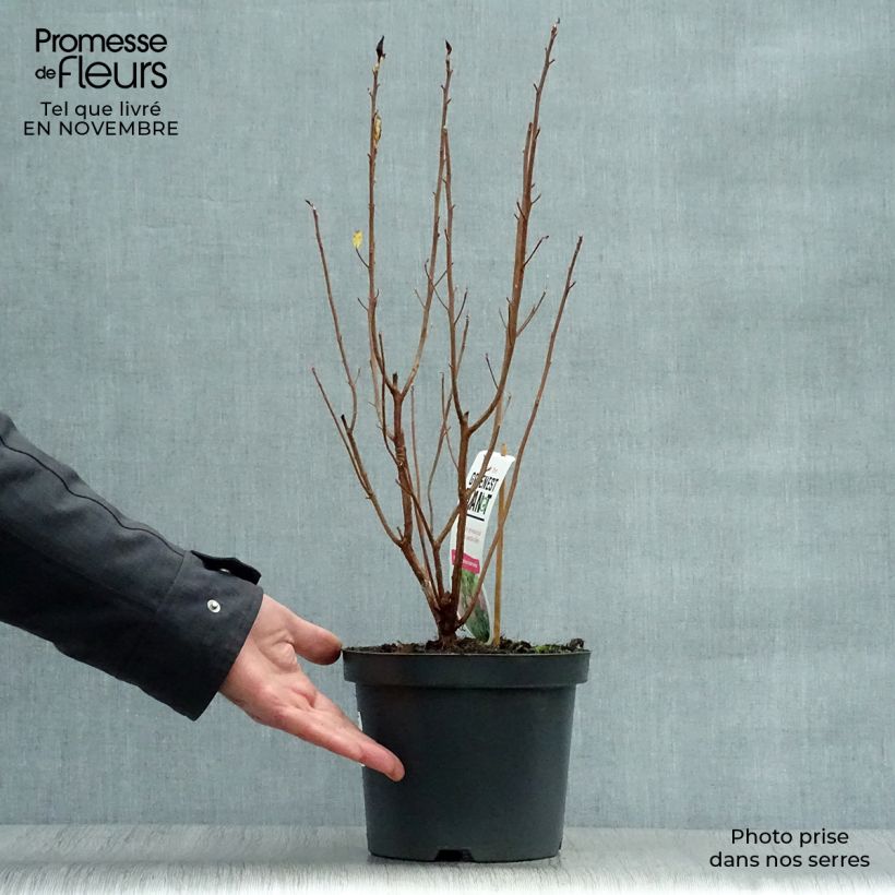 Ejemplar de Clethra alnifolia Ruby Spice - Arbusto de la pimienta dulce Maceta 3L/4L entregado en otoño